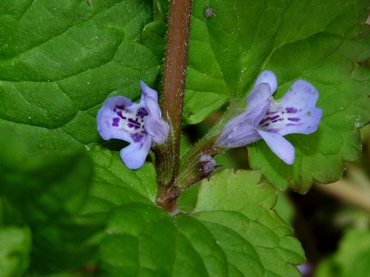 {Glechoma hederacea}